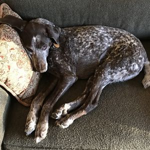 German Shorthaired Pointer Dog