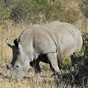 White Rhino South Africa