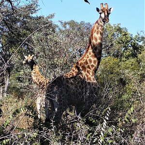 Giraffe South Africa