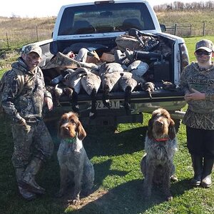 Geese Hunting USA