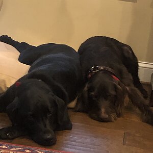 Labrador Retriever & Pudlepointer