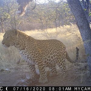 Leopard Trail Cam Pictures Namibia