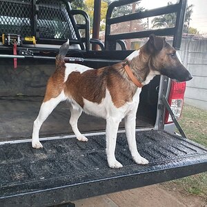 Smooth Haired Fox Terrier