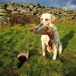 Hunting Duck in Shetland