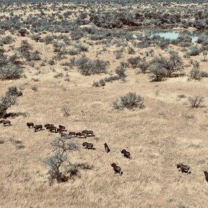 Black Wildebeest herd Namibia