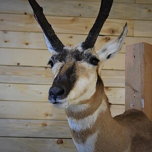 Pronghorn Shoulder Mount Taxidermy