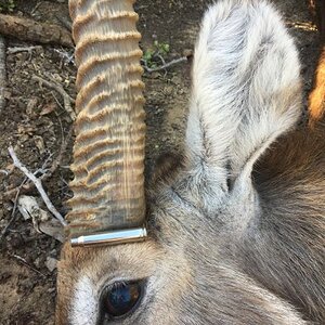 Waterbuck Hunting South Africa