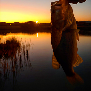 Bass Fishing South Africa