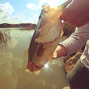 South Africa Fishing Bass