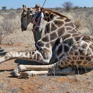 Giraffe Hunt Namibia