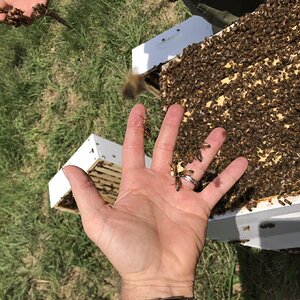 Hobby Beekeeping with my kids