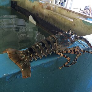 Crayfish catching Australia