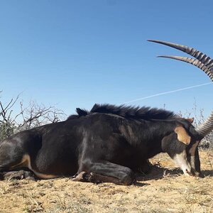 Sable Hunting South Africa