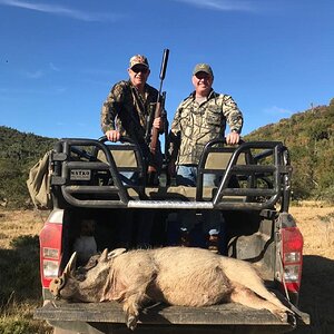 Hunt Warthog in South Africa