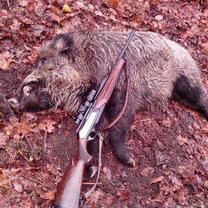 Poland Hunt Wild Boar with Dogs