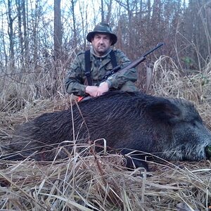 Wild Boar Hunting with Dogs Poland