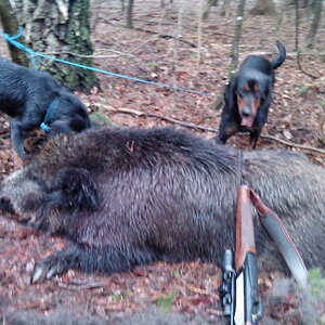 Poland Hunting Wild Boar with Dogs
