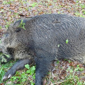 Wild Boar Hunt with Dogs Poland