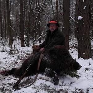 Wild Boar Hunt with Dogs Poland