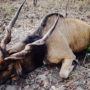 Lord Derby Eland Hunt Cameroon