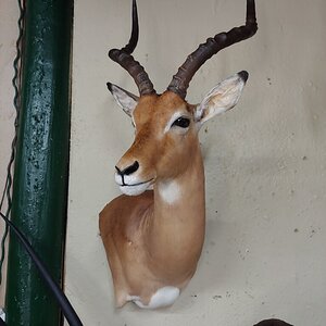 Impala Wall Pedestal Mount Taxidermy