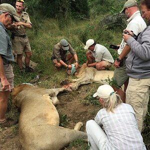 Volunteering on wildlife reserves and with wildlife veterinarians in Africa