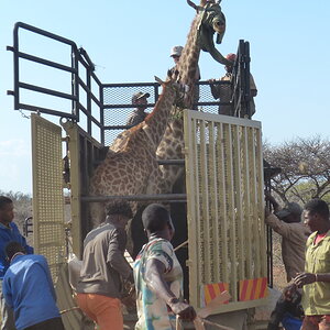 Volunteering on wildlife reserves and with wildlife veterinarians in Africa