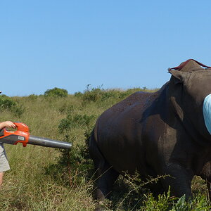 Volunteering on wildlife reserves and with wildlife veterinarians in Africa