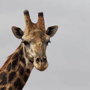 Giraffe in South Africa