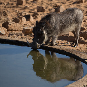 Warthog in South Africa