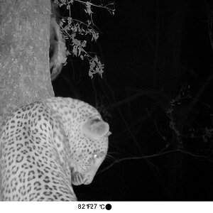 Trail Cam Pictures of Leopard in Zambia