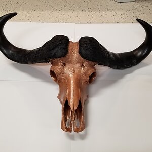 DIY Cape Buffalo Skull Mount