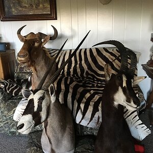 Golden Wildebeest, Gemsbok, Sable Shoulder Mount & Burchell's Plain Zebra Rug Taxidermy