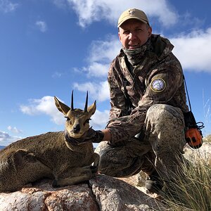 Klipspringer