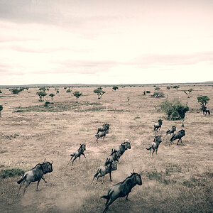 Blue Wildebeest South Africa