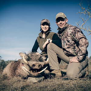 Warthog Hunt South Africa