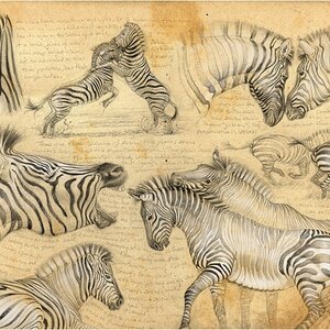 Zebra Picture