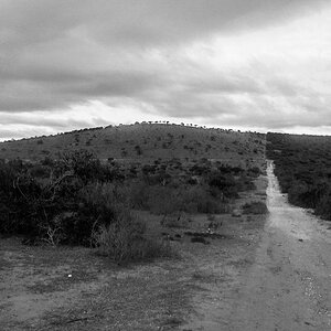 Hunting Nyala in South Africa