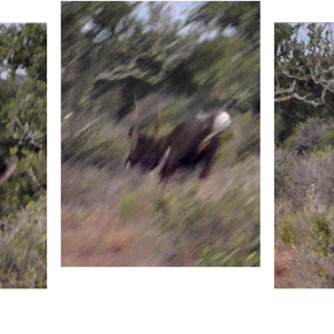 Hunt Nyala in South Africa