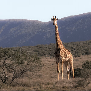 Giraffe South Africa