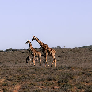 Giraffe South Africa