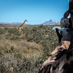 Giraffe Hunting South Africa