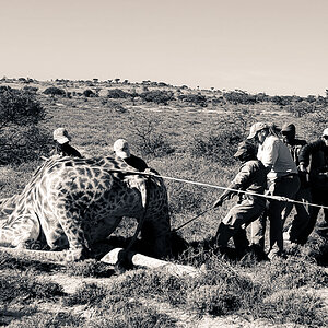 South Africa Hunting Giraffe