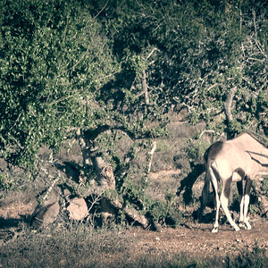 Gemsbok