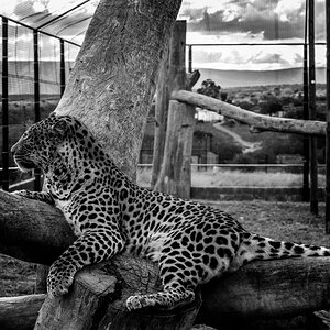 Leopard