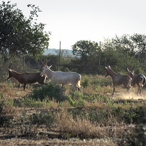 Blesbok