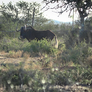 Black Wildebeest