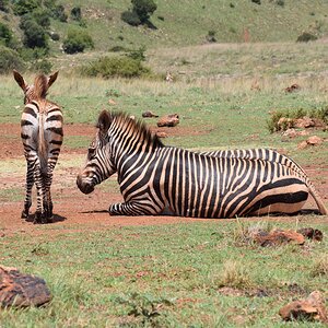 Zebra South Africa