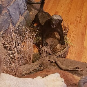 African Honey Badger Full Mount Taxidermy