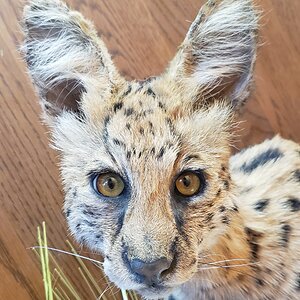 Serval Cat Full Mount Taxidermy